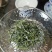 特价清仓恩施富硒玉露茶礼年底特惠抢购