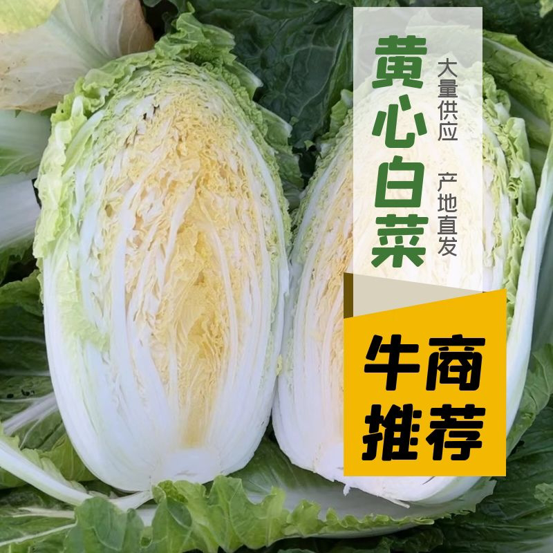 【精品白菜】黄心白菜江苏东台产地直供代发全国市场量大从优电联