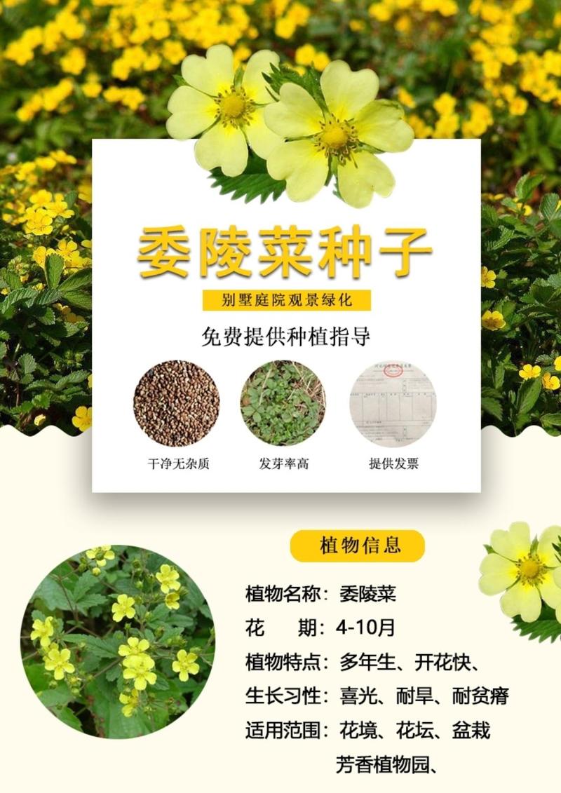 委陵菜种子白头翁种子蛤蟆草种子庭院多年生景观地被植物耐寒