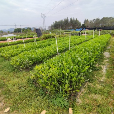 马占相思