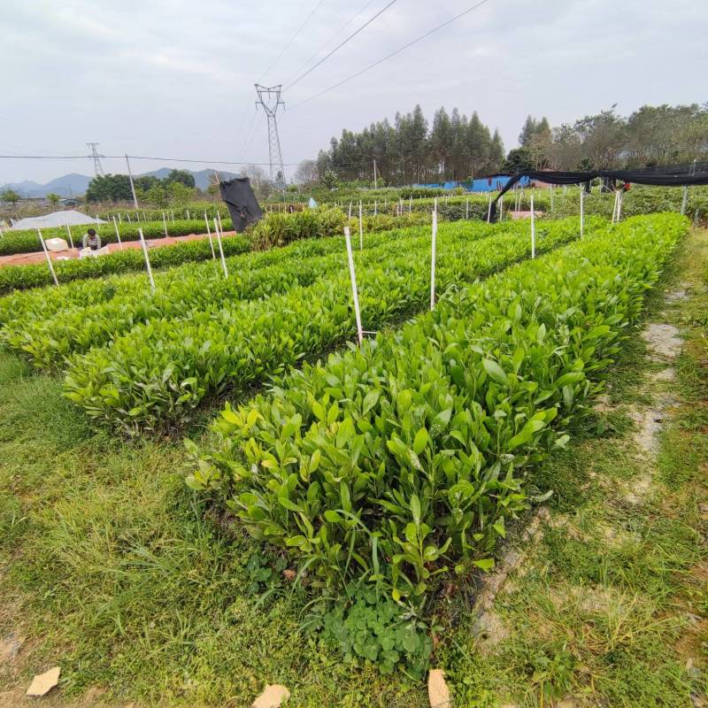 马占相思
