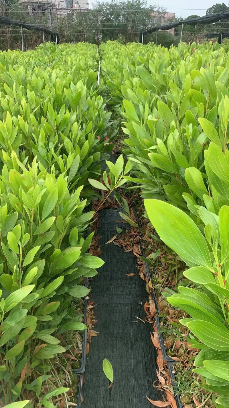 马占相思