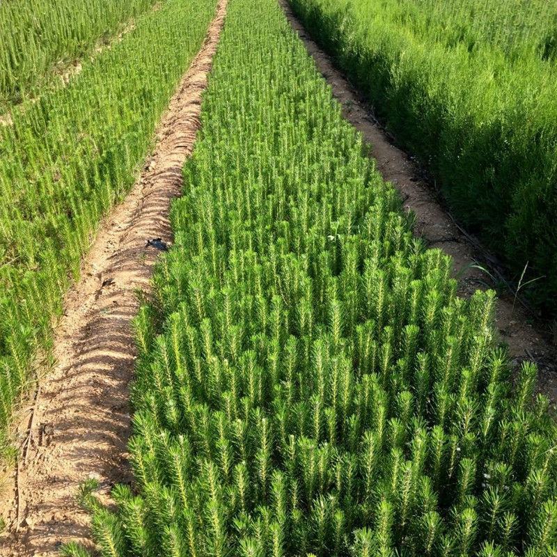 【牛商推荐】黑松袋苗山东黑松苗基地直发好成活量大从优