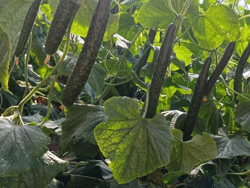【热销包邮】乾德A17强雌油亮短巴密刺抗病高产种子芽率齐