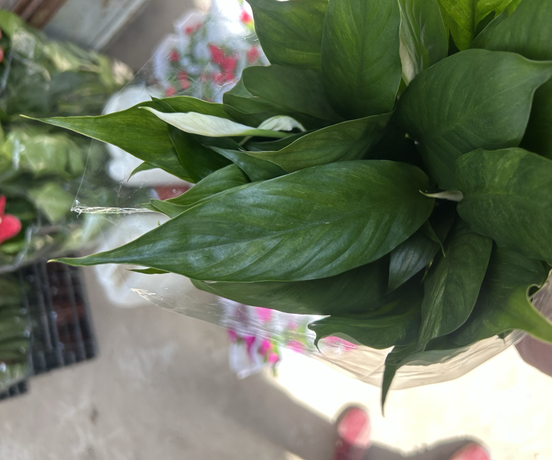 美酒小白掌，一帆风顺