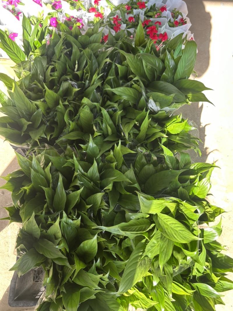 美酒小白掌，一帆风顺