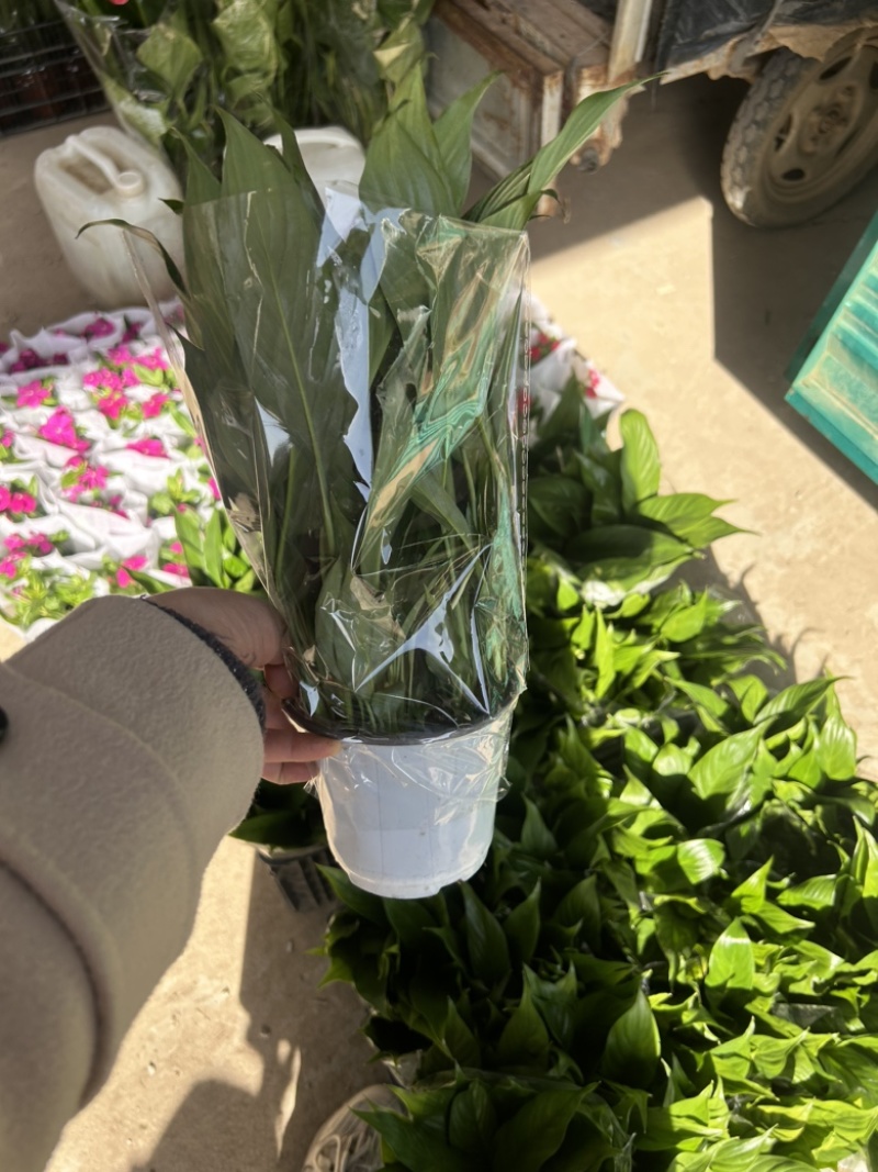 美酒小白掌，一帆风顺