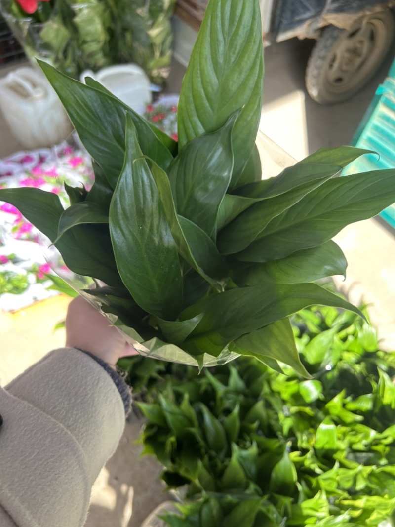 美酒小白掌，一帆风顺