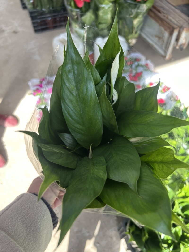 美酒小白掌，一帆风顺