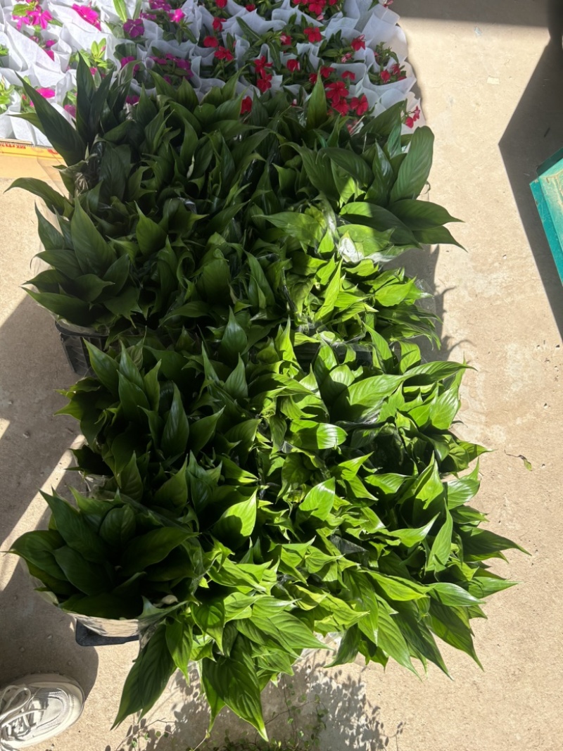 美酒小白掌，一帆风顺