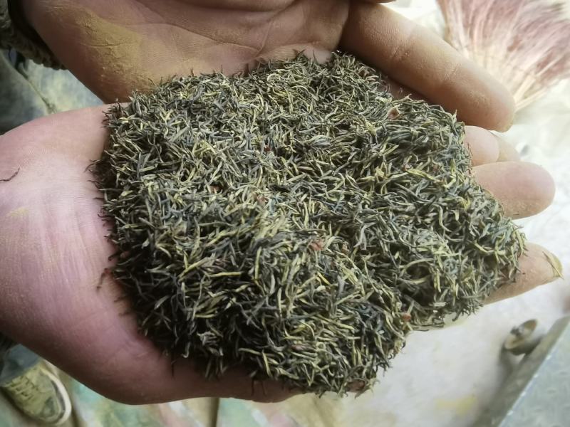 杜仲雄花2025年新茶上市，颜色青花粉足，产地一手货源