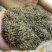 杜仲雄花2025年新茶上市，颜色青花粉足，产地一手货源