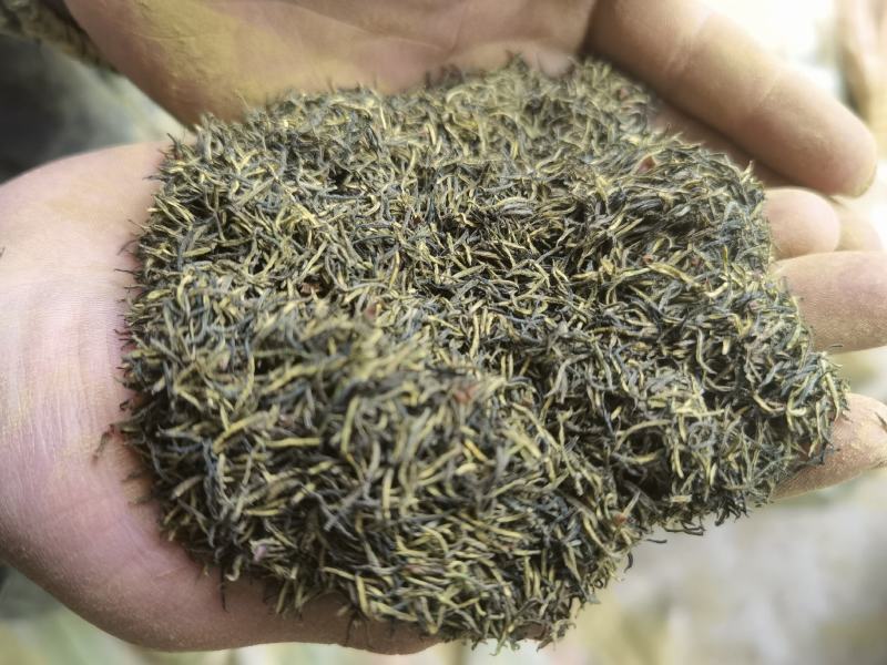 杜仲雄花2025年新茶上市，颜色青花粉足，产地一手货源