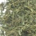 野生品质中药材凤尾草干货500g正品包邮多规格