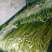 优质精品蒜薹60-65cm