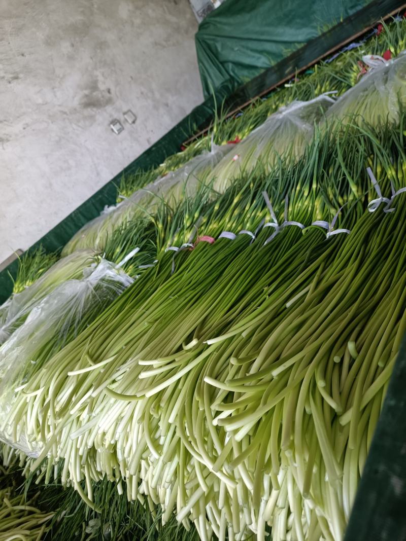 优质精品蒜薹60-65cm