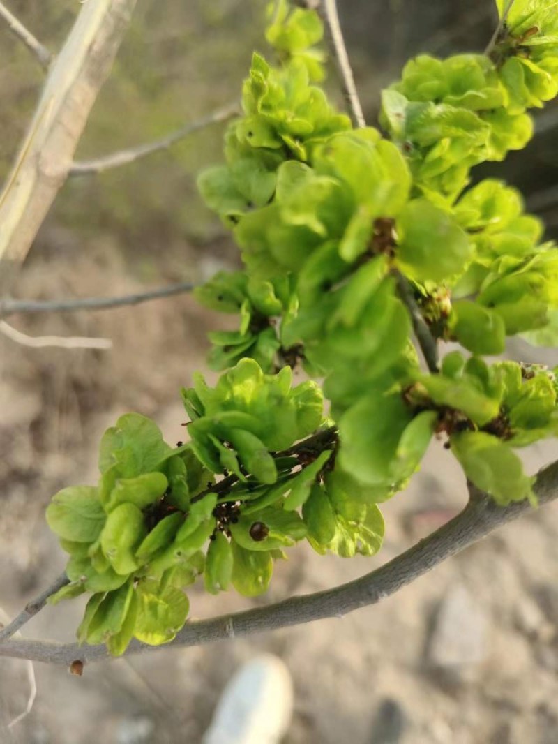特菜野菜