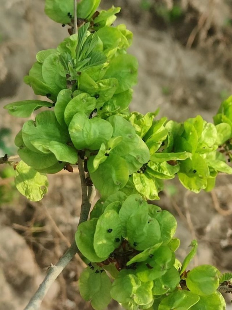 特菜野菜