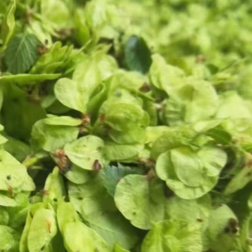 特菜野菜