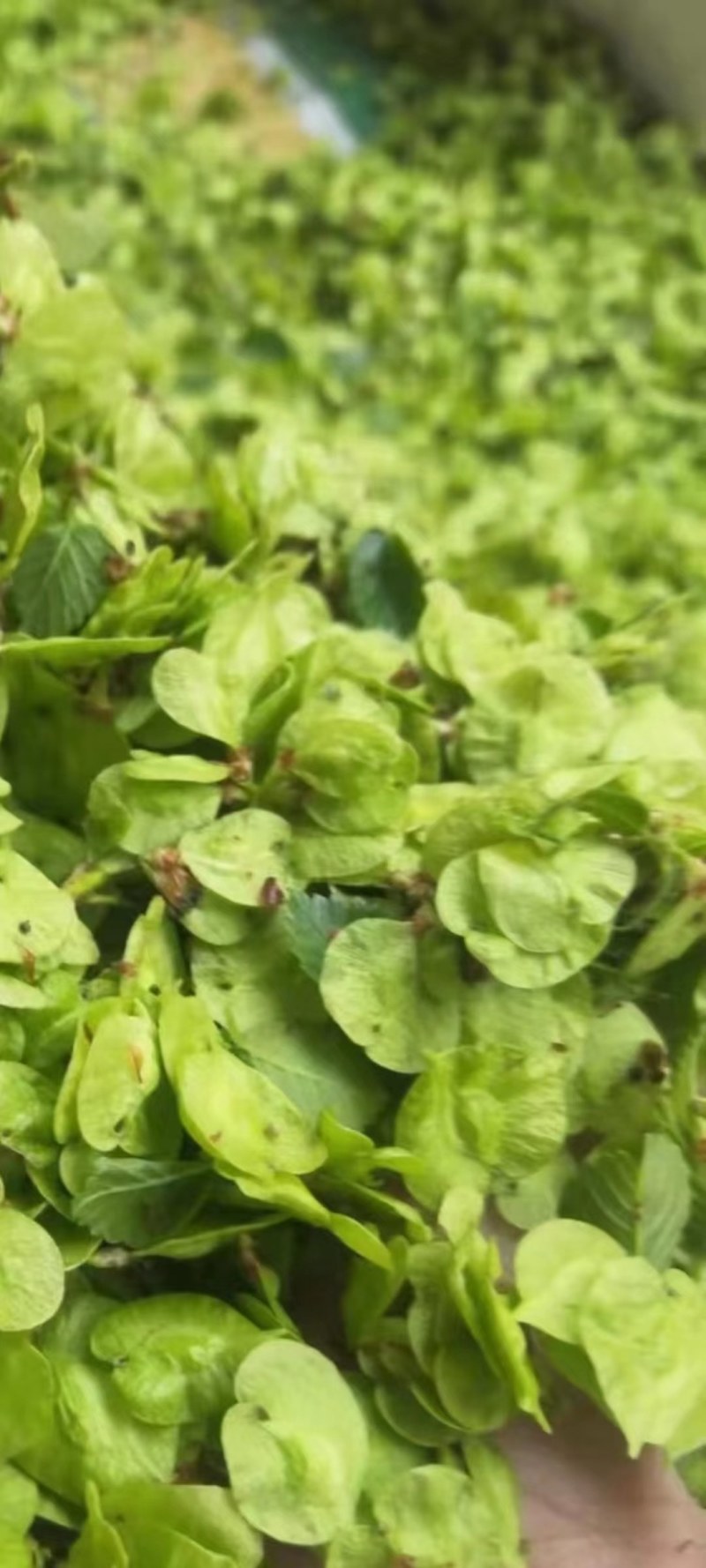 特菜野菜