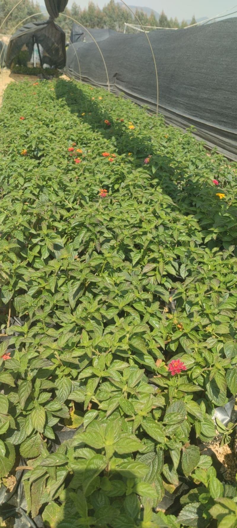 五色梅，各种规格供应高10到20厘米福建漳州绿化苗木基地