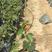 五色梅，各种规格供应高10到20厘米福建漳州绿化苗木基地