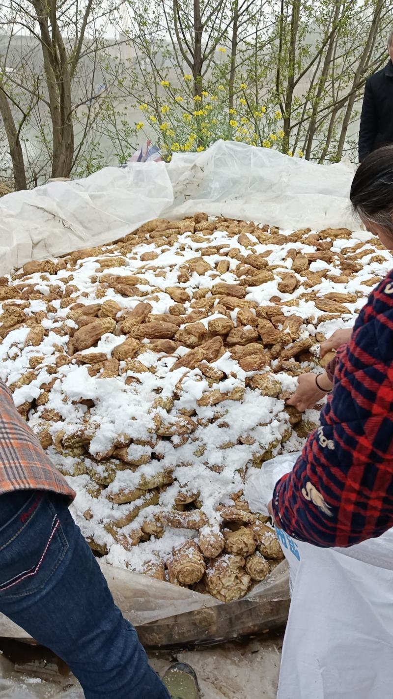 四川大头菜需要的老板可以联系了