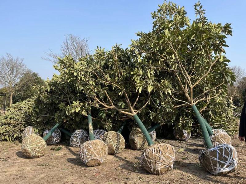 江苏盐城东台市11公分精品枇杷树货源充足