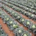 广西铁头包菜品质保证诚信经营欢迎老板联系接商超市场电商