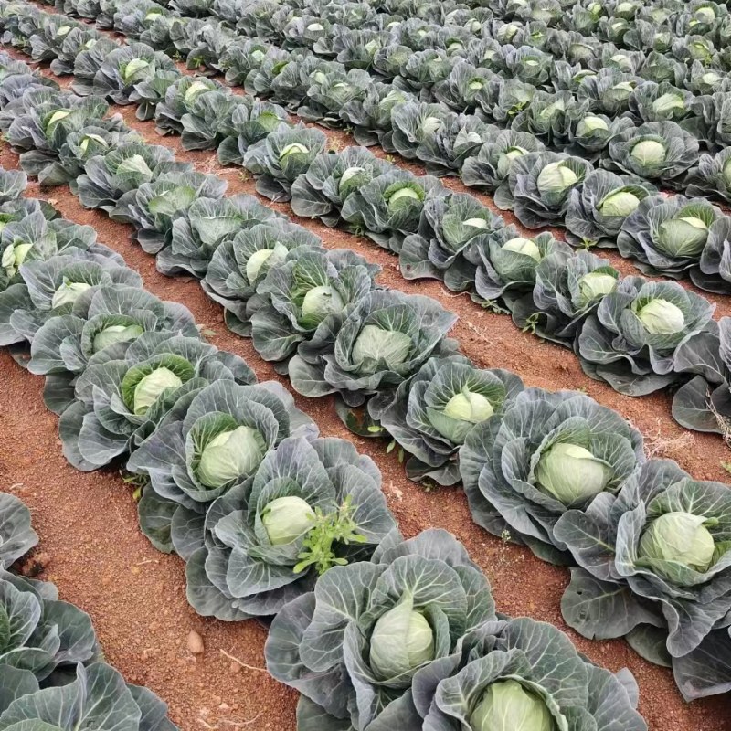 广西铁头包菜品质保证诚信经营欢迎老板联系接商超市场电商