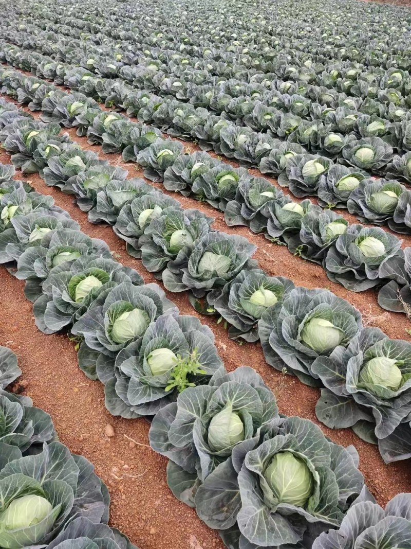 广西铁头包菜品质保证诚信经营欢迎老板联系接商超市场电商
