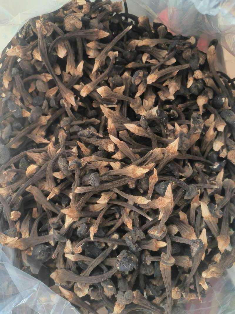 黑皮鸡枞菌干货