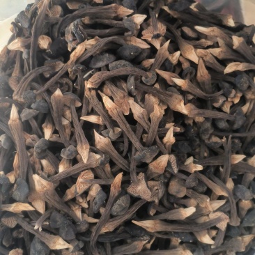 黑皮鸡枞菌干货