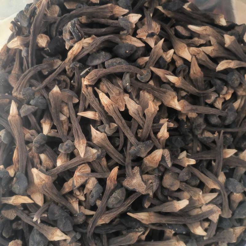 黑皮鸡枞菌干货
