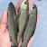 抗病毒强草鱼苗，好养快大优良草鱼，品种有保证，鳞片42
