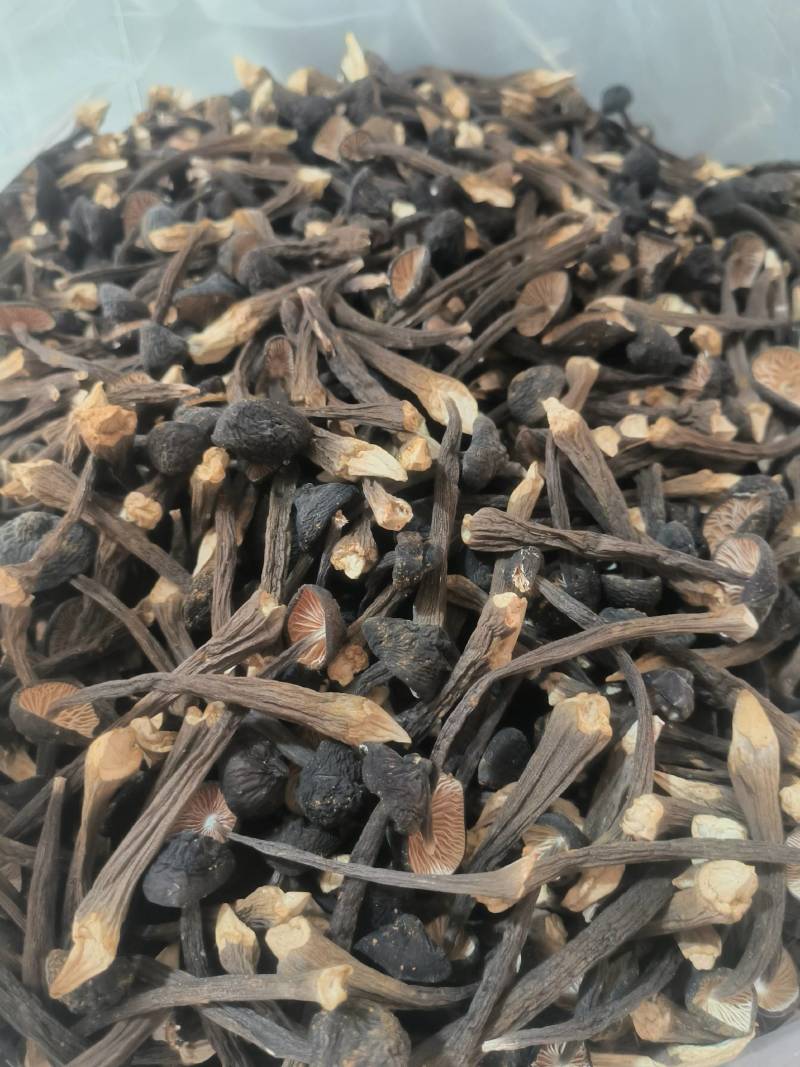 黑皮鸡枞菌干货