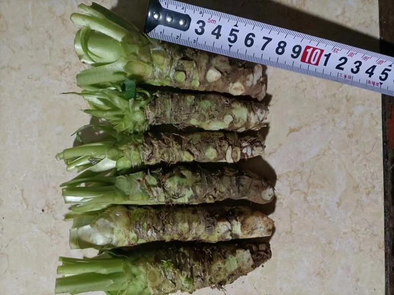 7公分的高品质山葵主茎