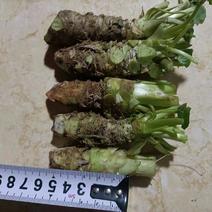 5公分的高品质山葵主茎