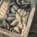 湘鲫苗123两