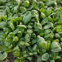 江苏大叶茼蒿菊花菜，专业种植，质量保证，价格优美