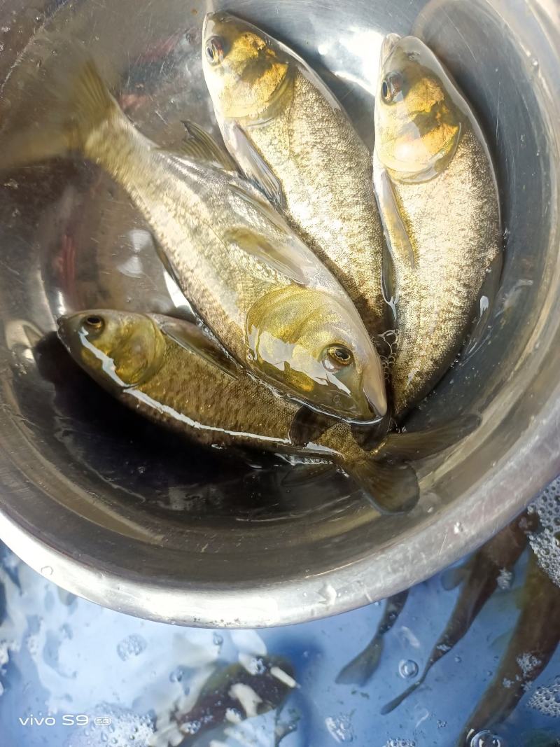 良种优质花鲢大头鱼苗，快大双泡大头，质量品种好，养殖经济
