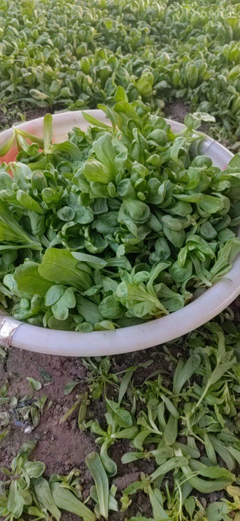 江苏大叶茼蒿菊花菜，专业种植，质量保证，价格优美