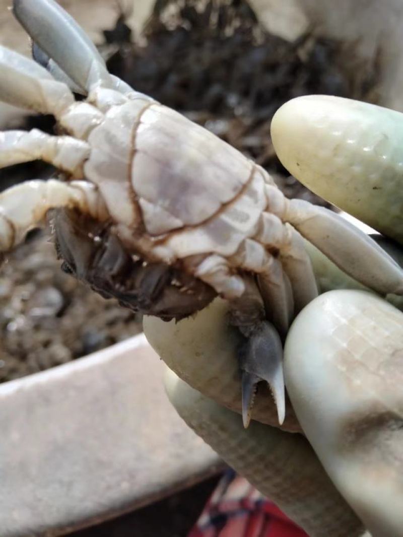 盘锦蟹苗，保质保量规格齐全死蟹包赔，免费提供技术指导，抗