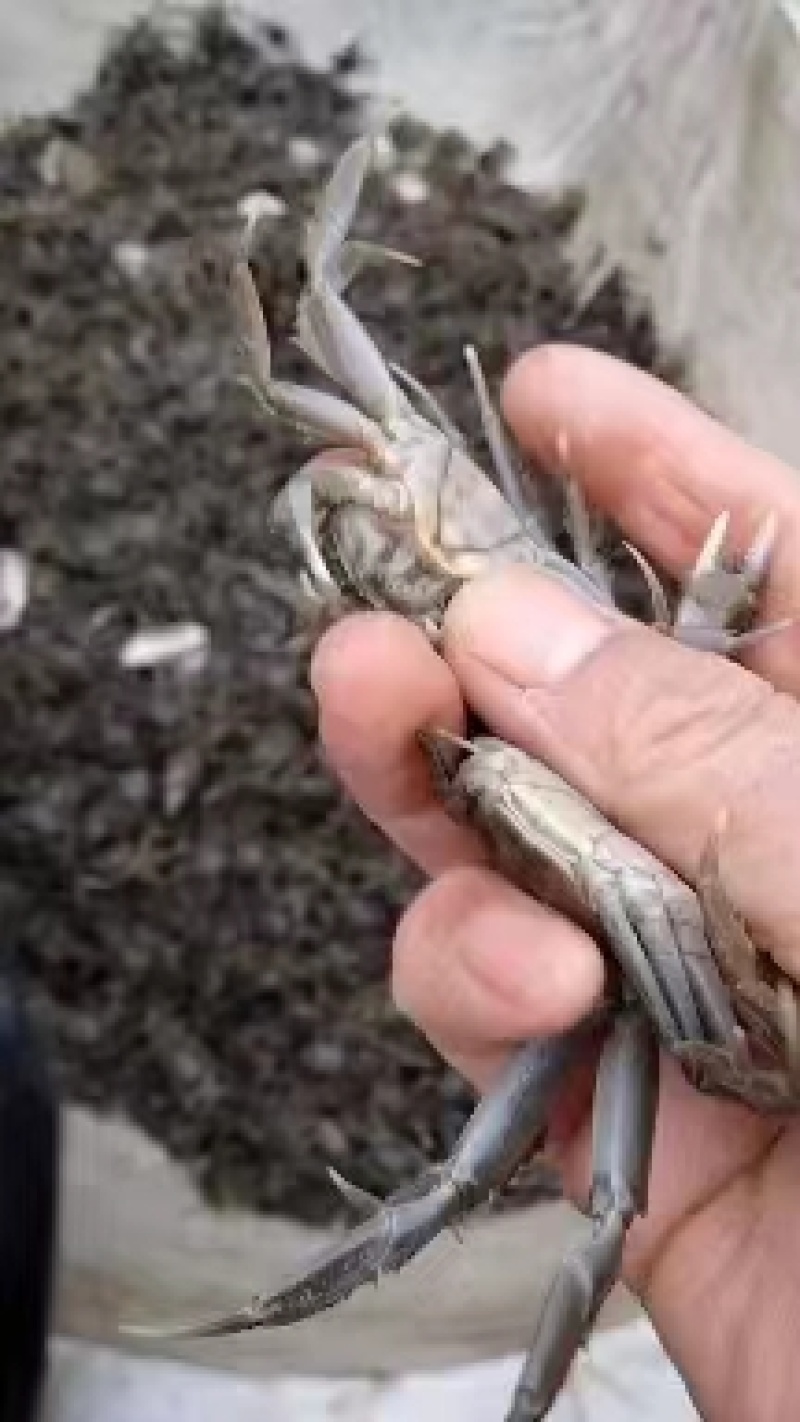 盘锦优质蟹苗保证质量放生苗，油炸，发往全国市场