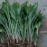 【牛商优选】紫花玉簪，现货，种植户没有中间商，尖叶直立