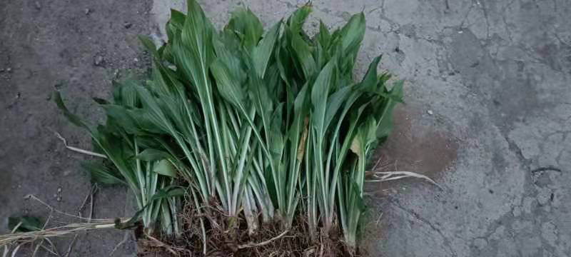 【牛商优选】紫花玉簪，现货，种植户没有中间商，尖叶直立