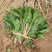 【牛商优选】紫花玉簪，现货，种植户没有中间商，尖叶直立