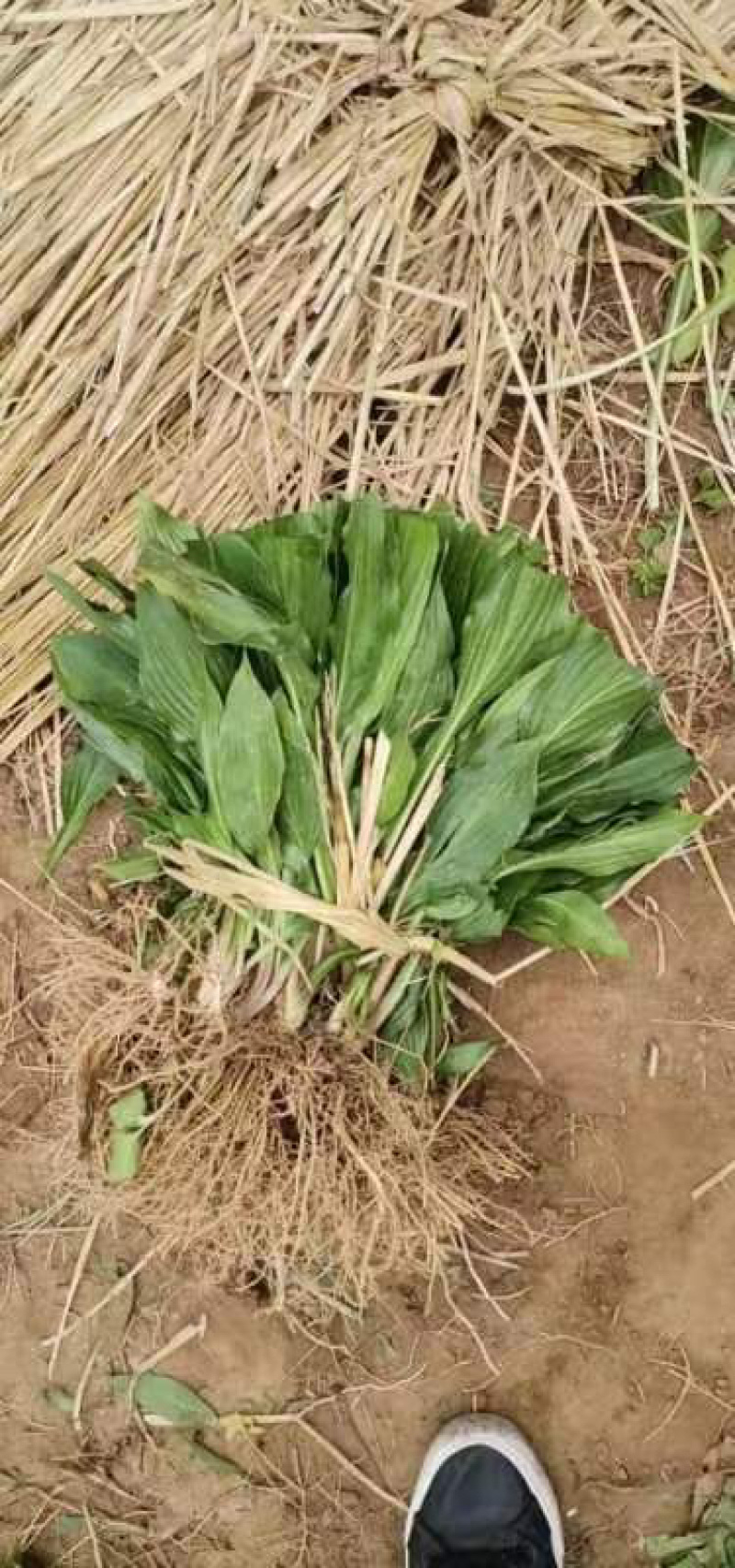 【牛商优选】紫花玉簪，现货，种植户没有中间商，尖叶直立