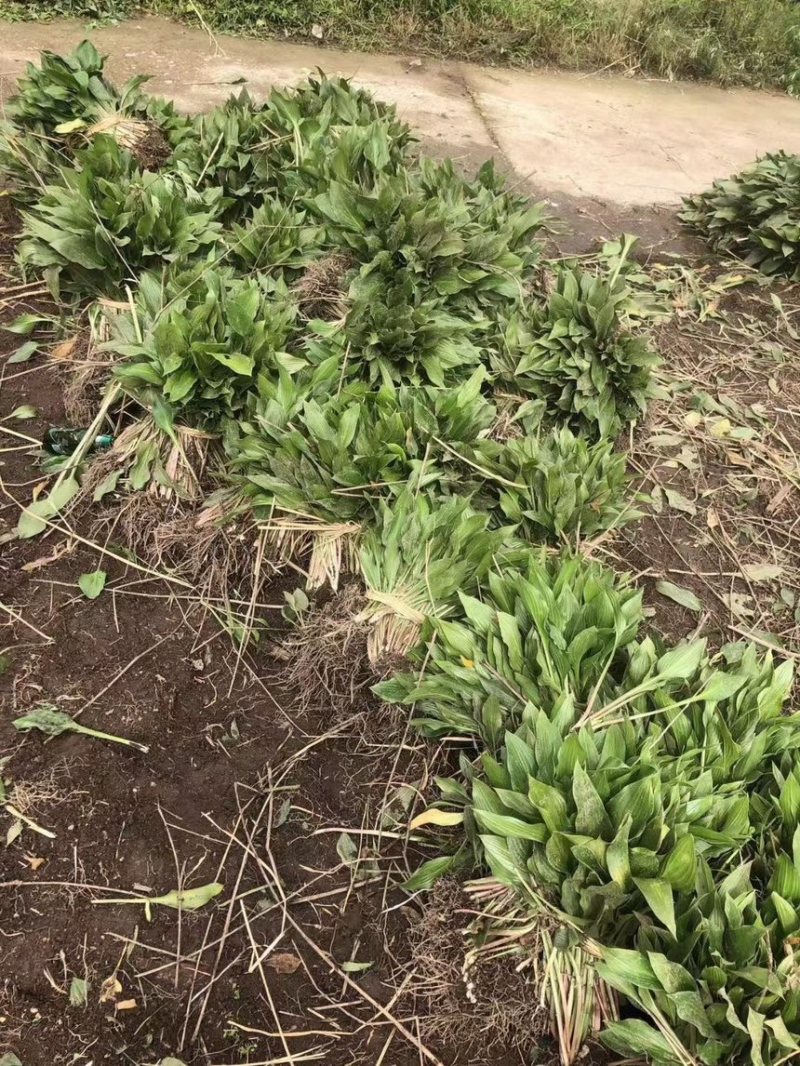 【牛商优选】紫花玉簪，现货，种植户没有中间商，尖叶直立