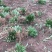 【牛商优选】紫花玉簪，现货，种植户没有中间商，尖叶直立